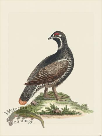 Edwards 118 Blk Spotd Heathcock